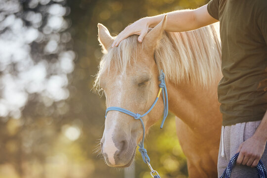 Man is stroking of therapy horse. Themes hippotherapy, care and friendship between people and animals..