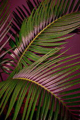 The palm leaf rests in a pink background