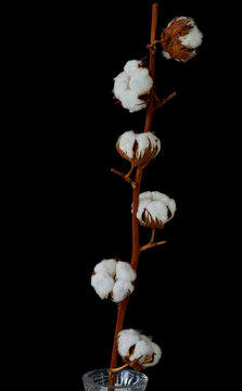 a sprig of cotton flowers grows on a black background