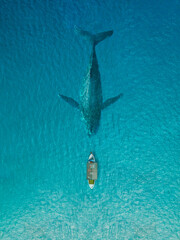 Fishing boat face to face the big whale in clear blue ocean © yalcinsonat
