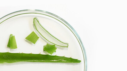 Sliced Aloe Vera in a Petri dish. Close-up. View from above
