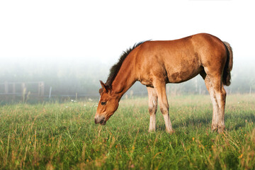 Obraz na płótnie Canvas Portrait of a horse, brown horse. Close-Up Portrait of a Brown Foal Grazing in Nature