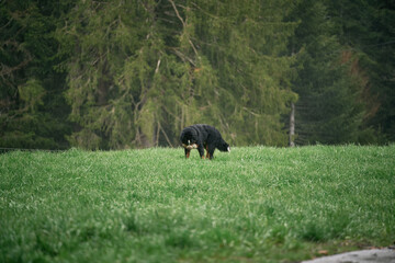 Bernese dog playing in the grass. Young mountain dog playing in the meadow. Dog in the Alpine mountains.
