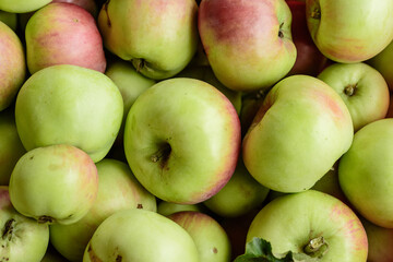 Äpfel frisch geerntet