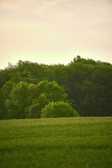 Field of fresh green barley cereals. Agricultural field. Green malting barley in the field.