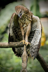 portrait of a hawk