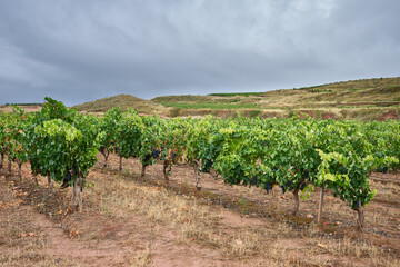 Fototapeta na wymiar View of the Vineyard at Huercanos, Logroño, La Rioja, Spain, Europe