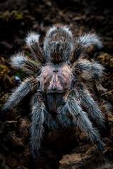 Chilean rose tarantula Grammostola porteri