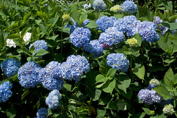 Hydrangea cultivar 'Bodence' , Hortensia