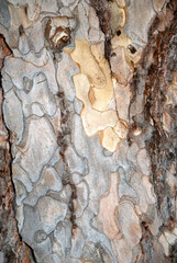 Pinus nigra arnold ssp. nigra , Pin noir d'Autriche