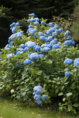 Hydrangea 'Bodense', Hortensia
