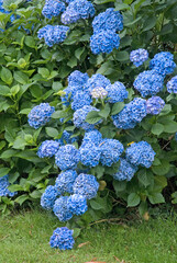 Hydrangea 'Bodense', Hortensia