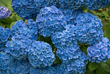 Hydrangea 'Bodense', Hortensia