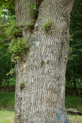 Quercus robur, Chêne pédonculé