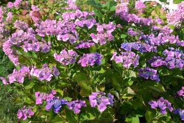 Hydrangea 'Mousmée' , Hortensias