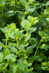 mélisse, Melissa officinalis