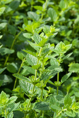 mélisse, Melissa officinalis