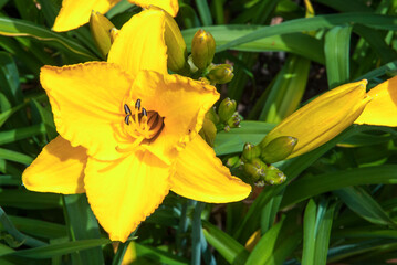 hemerocalle, Lis d'un jour, hemerocallis hybride, variete Custom Design'