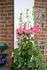 rose tremiere, Althea rosa