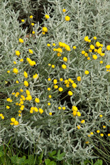 santoline, Petit cyprès,  Santolina chamaecyparissus,