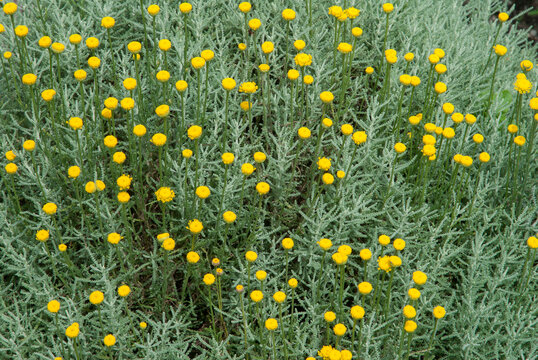 santoline, Petit cypr&egrave;s,  Santolina chamaecyparissus,