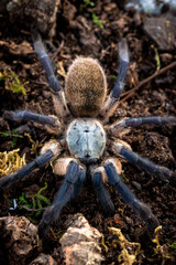 Socotra Island Blue Baboon Tarantula Monocentropus balfouri