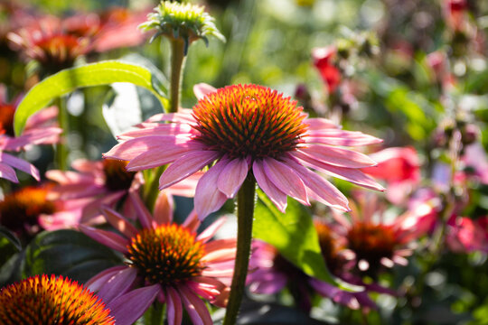 Close up image of the lovely pink-orange flowers of Echinacea 'Mooodz Satisfy'. It is a popular garden plant and good for attracting pollinating insects.