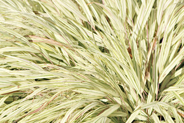 Fototapeta premium Grass