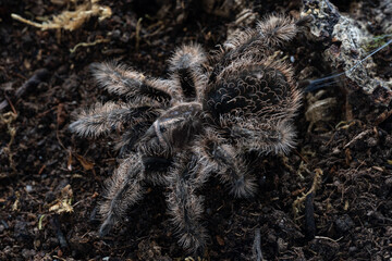 Curly hair tarantula Tliltocatl brachypelma albopilosum Nicaragua