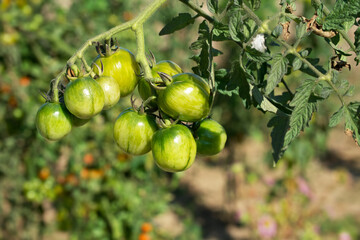 ripening tomatos on a sunny day close-up