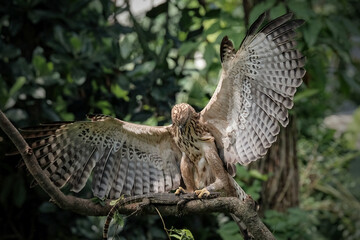 Changeable hawk on branch