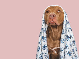 Cute brown dog and white towel. Grooming dog. Close-up, indoors. Studio photo. Concept of care,...