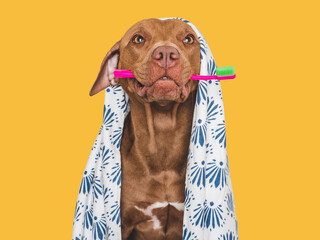 Cute brown dog, white towel and toothbrush. Close-up, indoors. Studio photo, isolated background....