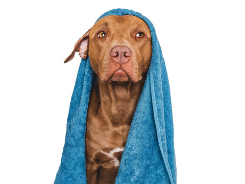 Cute brown dog and blue towel. Grooming dog. Close-up, indoors. Studio photo. Concept of care, education, obedience training and raising pet