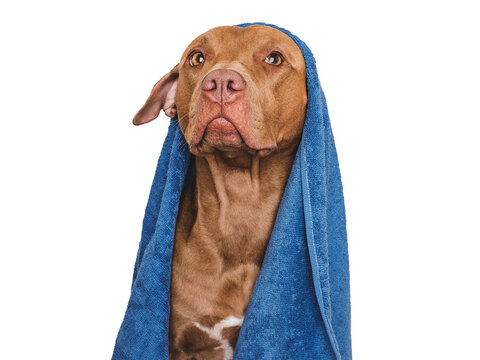 Cute brown dog and blue towel. Grooming dog. Close-up, indoors. Studio photo. Concept of care, education, obedience training and raising pet