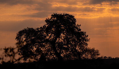 silhouette of a tree