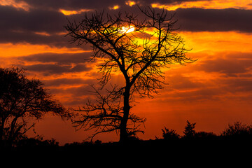 silhouette of tree at sunset