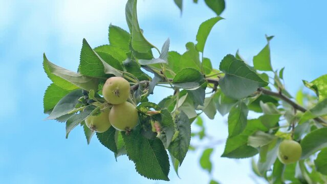 fresh wild small organic apples hanging on tree branches. 4K close up footage