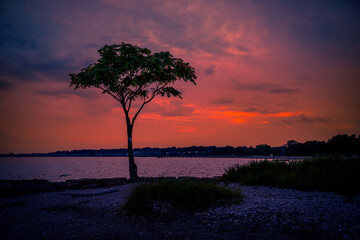 Fototapeta na wymiar Milford Connecticut Sunset Seascape with a lone hickory tree over the jetty at Silver Sands State Park, Charles Island view on Long Island Sound Beach