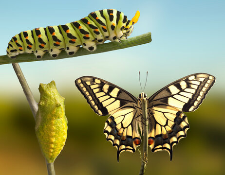 Transformation of common machaon butterfly emerging from cocoon