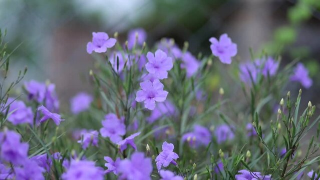 Lavender. Purple flowers. Provence. Blooming lavender in a garden.