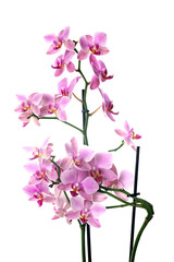 orchid in studio