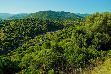 Fototapeta na wymiar Panorama tipico del Supramonte sardo. Provincia di Nuoro, Sardegna. Italy