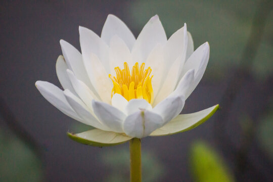 Lotus in kolleru lake