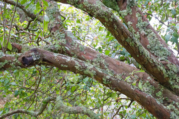 tree in the forest with moss and foliage