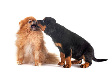 pomeranian and puppy rottweiler