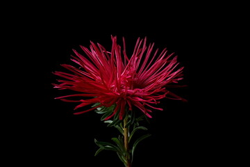 Background with red flower - Asters, Callistephus chinensis