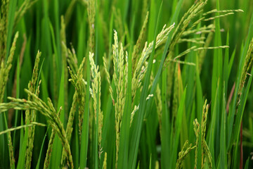 Fototapeta na wymiar Rice growing in field. Close up of green rice field. Rice growing in paddy field.
