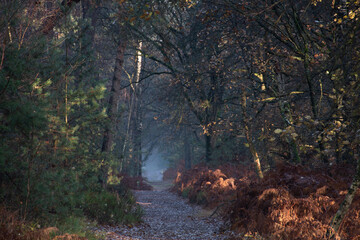Obraz premium autumn in the forest with mist and a path with ferns