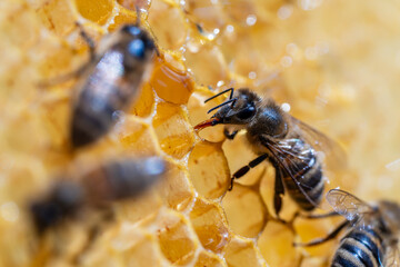 Working bees on honeycomb, closeup. Colony of bees in apiary. Beekeeping in countryside. Macro shot with in a hive in a honeycomb, wax cells with honey and pollen. Honey in combs